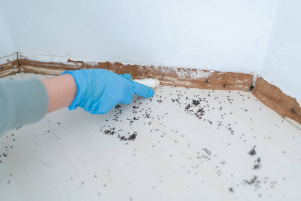 Best Ant Control  in Sesser, IL